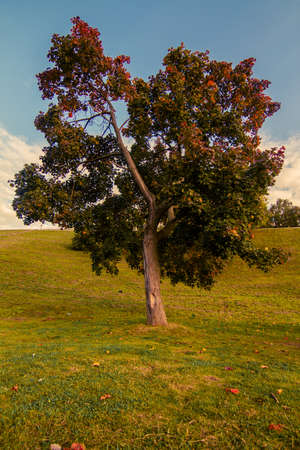 Tree in the park on a sunny summer dayの写真素材
