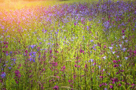 Wildflowers on a sunny summer day on the fieldの写真素材