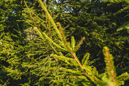 Fir tree on a sunny summer dayの写真素材