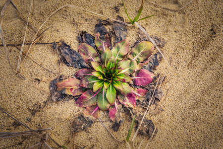 Wildflower on a sunny summer day on the fieldの写真素材