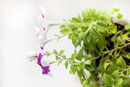 Wildflowers on a sunny summer day on the fieldの写真素材
