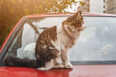 A stray cat outside in the courtyard of the house