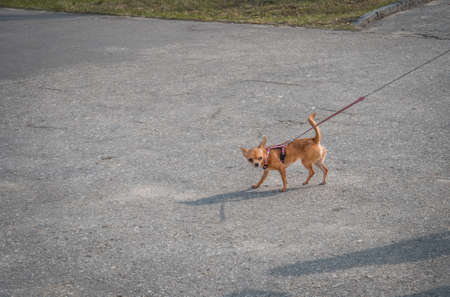 A small dog walks on the roadの写真素材