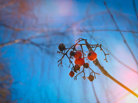 A branch of red mountain ash winter sunny dayの写真素材
