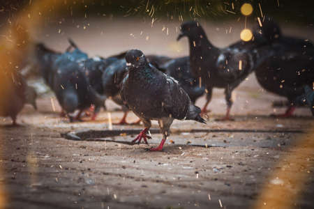 Pigeons in the street, in the park on a spring eveningの写真素材