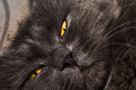 Gray house cat falls asleep on the carpet