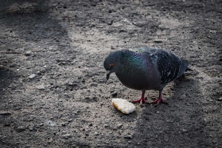 Pigeons flew to the place of feeding. People feed the birds with bread. Summer day.の写真素材