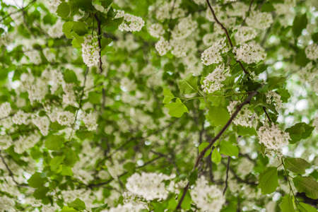 Early spring flowering cherry. Beautiful white flowers. sunny day
