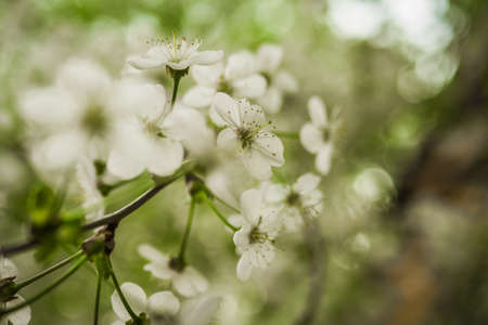 Early spring flowering cherry. Beautiful white flowers. sunny day