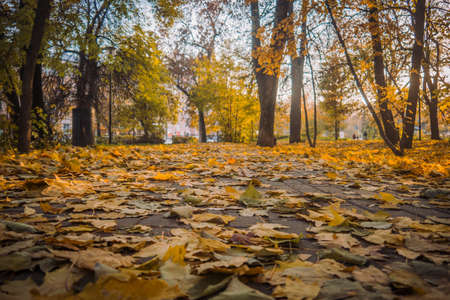 Autumn park, yellow fallen leaves from trees, bright sunny day