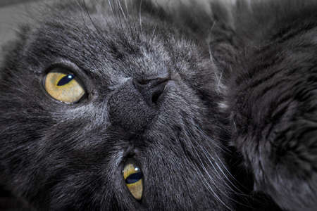 Gray fluffy cat lying on the couch. Cat close up.の写真素材