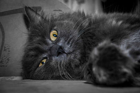 Gray fluffy cat lying on the couch. Cat close up.の写真素材