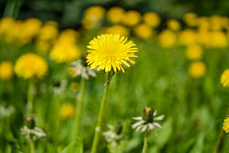 Yellow dandelions on the field. sunny summer dayの写真素材