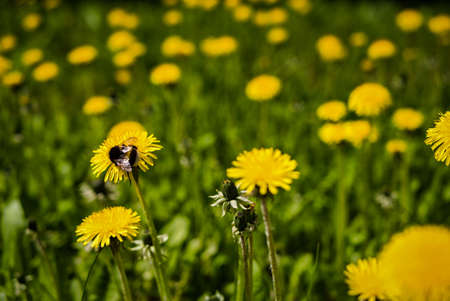 Yellow dandelions on the field. sunny summer day