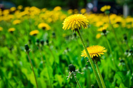 Yellow dandelions on the field. sunny summer dayの写真素材