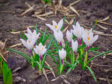 The first spring flowers bloom in the sun. Warm dayの写真素材