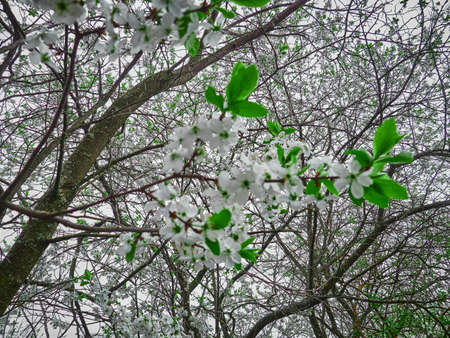 Spring cherry white flowers on a branch. Sunny dayの写真素材