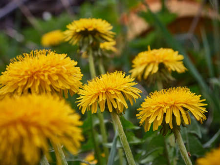 Yellow dandelions in the field. Sunny dayの写真素材