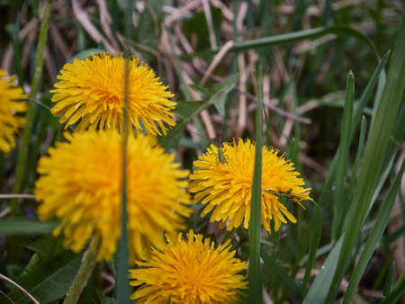 Yellow dandelions in the field. Sunny dayの写真素材