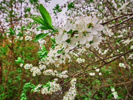 Spring cherry white flowers on a branch. Sunny dayの写真素材