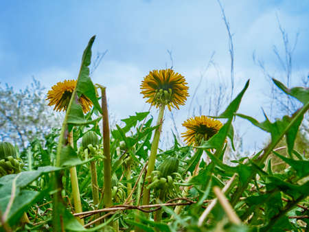 Yellow dandelions in the field. Sunny dayの写真素材