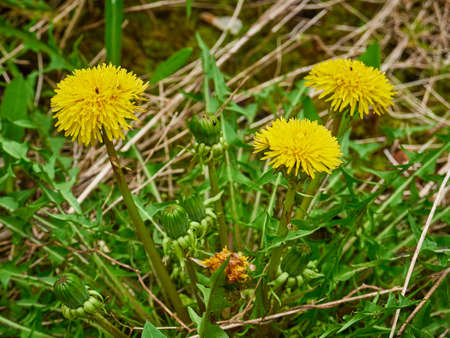 Yellow dandelions in the field. Sunny dayの写真素材