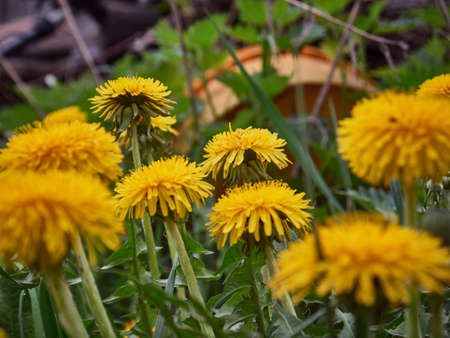 Yellow dandelions in the field. Sunny dayの写真素材