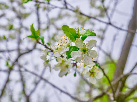 Spring cherry white flowers on a branch. Sunny dayの写真素材