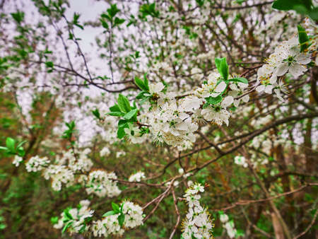 Spring cherry white flowers on a branch. Sunny dayの写真素材