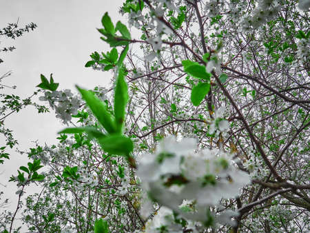 Spring cherry white flowers on a branch. Sunny dayの写真素材
