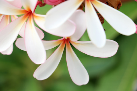 Plumeria frangipani flowersの写真素材
