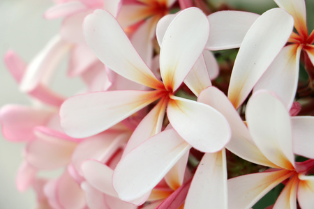 Plumeria frangipani flowersの写真素材