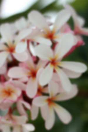 Plumeria frangipani flowersの写真素材