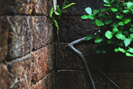 brick wall backgroundの写真素材