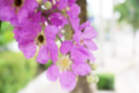 Inthanin, Lagerstroemia floribunda flowerの写真素材