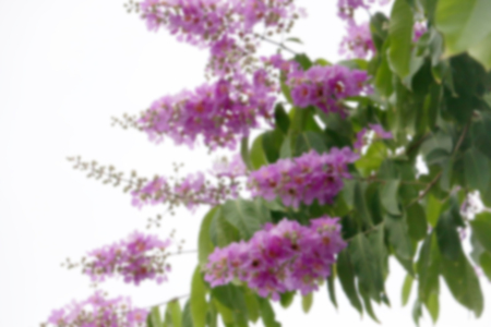 Inthanin, Lagerstroemia floribunda flowerの写真素材