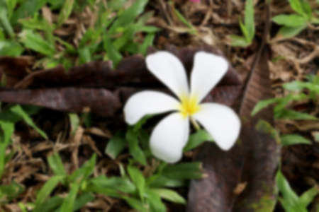 White plumeria  on green grass ground ,blurry backgroundの写真素材
