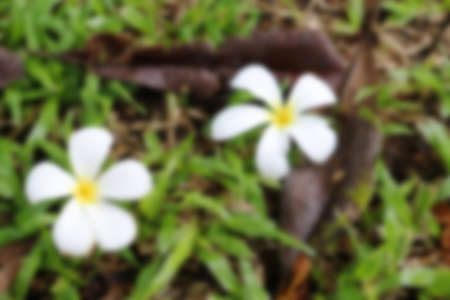 White plumeria  on green grass ground ,blurry backgroundの写真素材