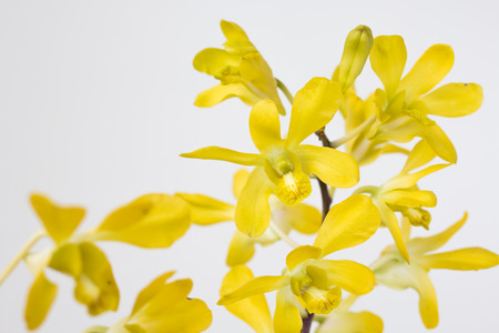 light yellow orchid flowers isolated on white backgroundの写真素材