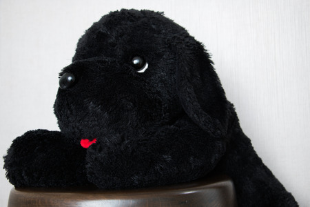 Cute puppy toy shot on whiteの写真素材