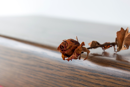 Dried roseの写真素材