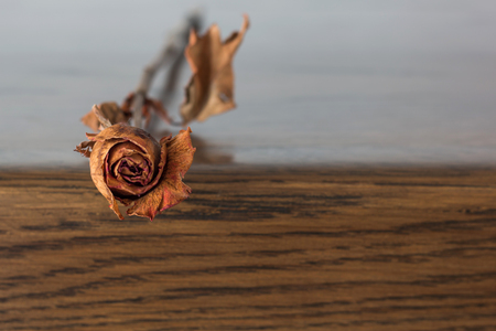 Dried roseの写真素材