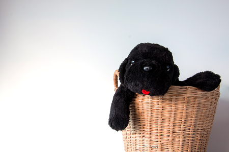 dog  climbing  on basketの写真素材