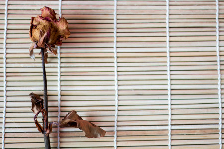 Dried roseの写真素材