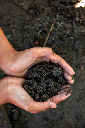 Hands holding soil in agricultural field.