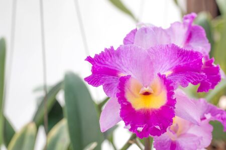 purple hybrid cattleya orchid ,Cattleya orchidsの写真素材