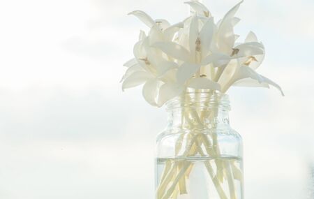 Millingtonia hortensis ,Fragrant white flowersの写真素材