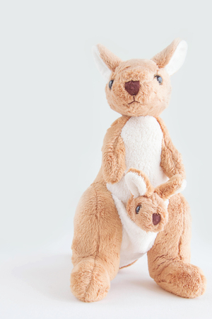 Kangaroo is standing on white backgroundの写真素材