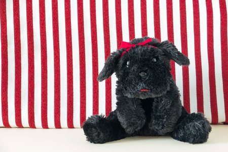 Cute puppy with white and red fabric backgroundの写真素材