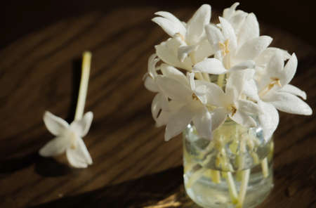 Millingtonia hortensis ,Fragrant white flowersの写真素材